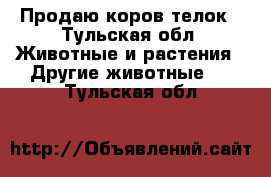 Продаю коров телок - Тульская обл. Животные и растения » Другие животные   . Тульская обл.